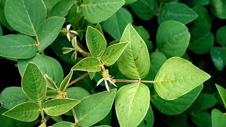 Le desmodium pour calmer le côlon