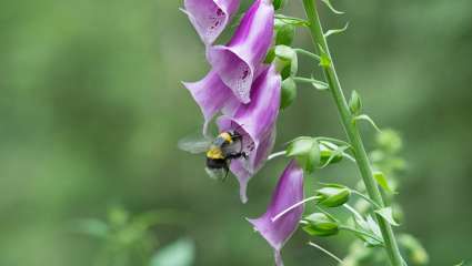 Disparition des pollinisateurs : la digitale pourpre parmi les plantes menacées