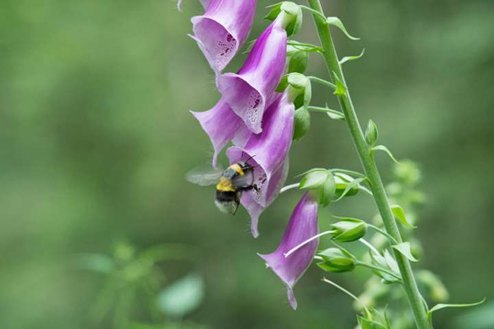 Disparition des pollinisateurs : la digitale pourpre parmi les plantes menacées
