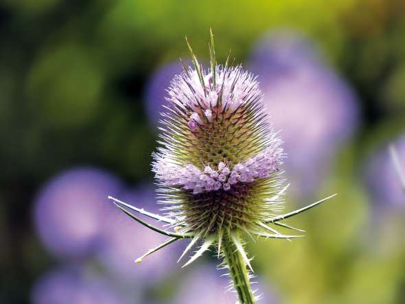 Cardère (dipsacus fullonum)