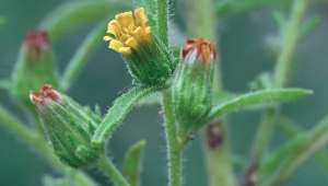 L'inule odorante, une huile essentielle respiratoire