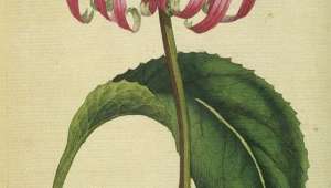 Échinacée, Echinacea purpurea