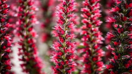 Echium amoenum 