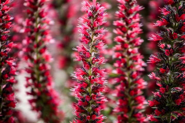 Echium amoenum 