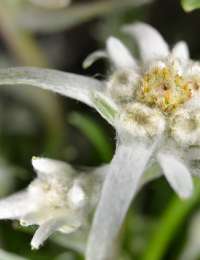 Luc Bernard utilise les edelweiss en macération solaire