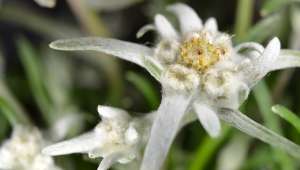 Luc Bernard utilise les edelweiss en macération solaire