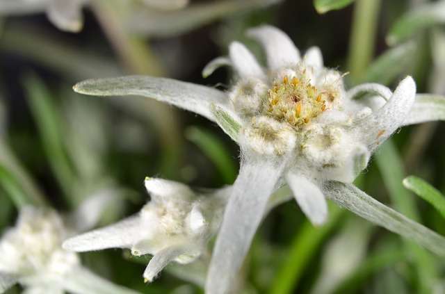 Luc Bernard utilise les edelweiss en macération solaire