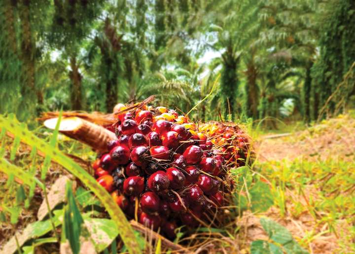 L'huile rouge, la palme des huiles !- Plantes et Santé