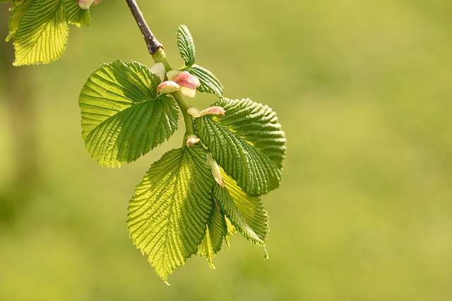 Orme (Elm)