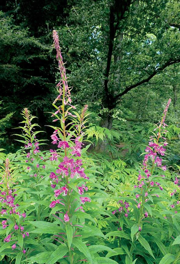 Epilobe en épi (epilobium angustifolium)