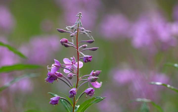 Epilobe (Epilobium angustifolium)