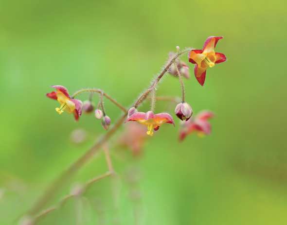 Epimedium alpinum, la fleur des elfes