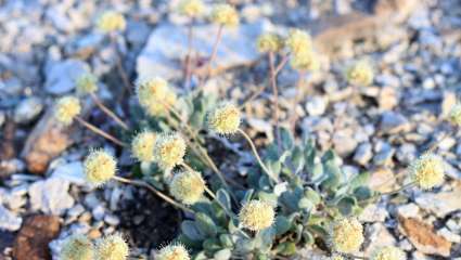 Eriogonum tiehmii