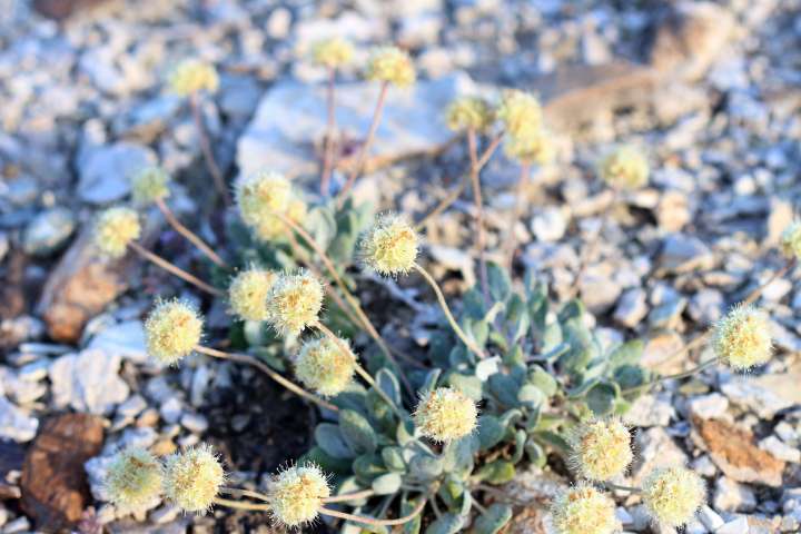 Eriogonum tiehmii