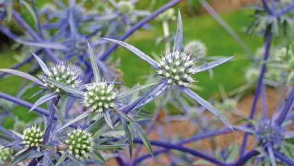 Eryngium causasicum