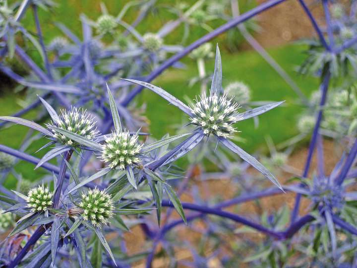 Eryngium causasicum