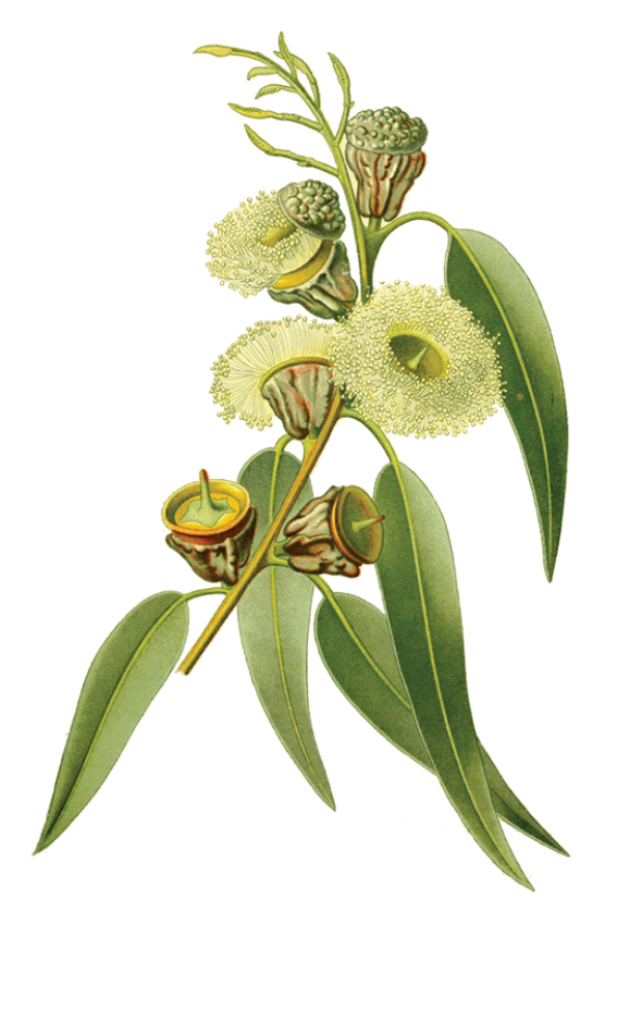 Eucalyptus (eucalyptus globulus)