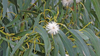 L'eucalyptus globulus, à éviter en cas d'ulcère