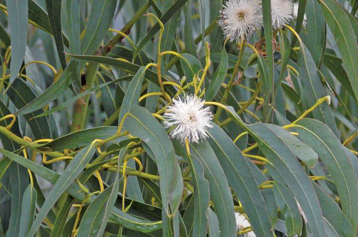 L'eucalyptus globulus, à éviter en cas d'ulcère