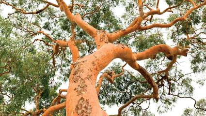 L'eucalyptus,  un félin assoiffé