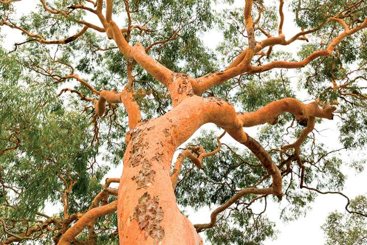 L'eucalyptus,  un félin assoiffé