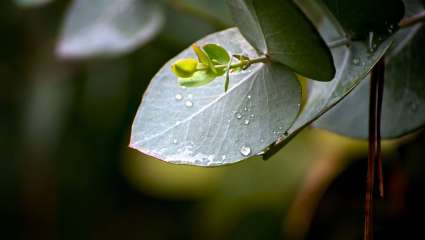 Eucalyptus