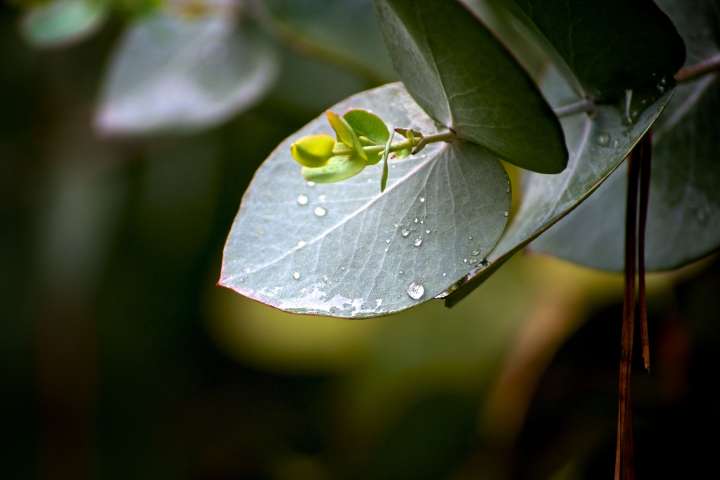 Eucalyptus