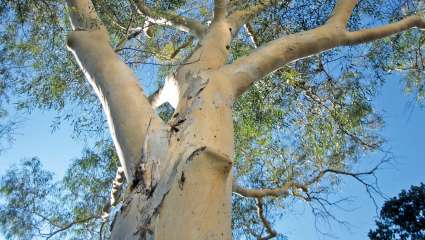 Huile essentielle d'eucalyptus pour soigner les articulations
