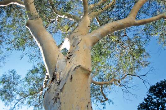 Huile essentielle d'eucalyptus pour soigner les articulations