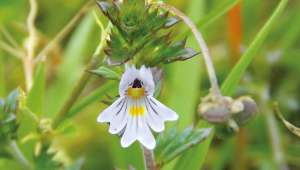 Euphraise, Euphrasia officinalis