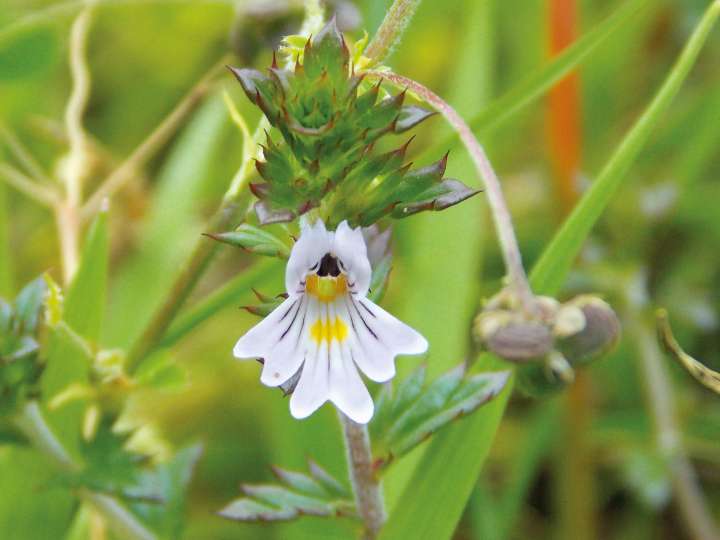 Euphraise, Euphrasia officinalis