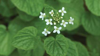 Eutrema japonicum , la plante du wasabi