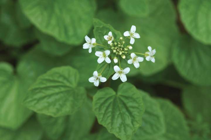 Eutrema japonicum , la plante du wasabi