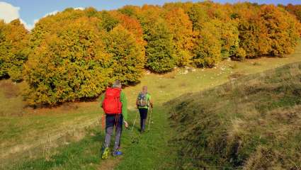 Marche nordique automne