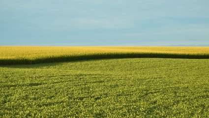 ferme - OGM