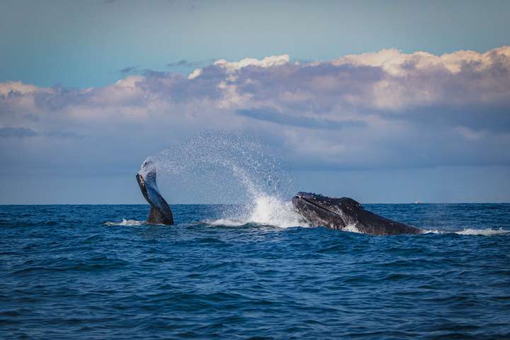 baleine