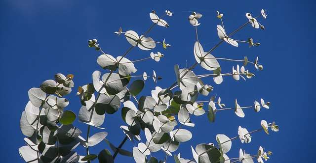 L'Eucalyptus contre l'asthme