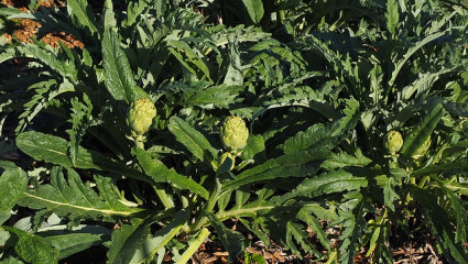 Artichaut (Cynara scolymus)