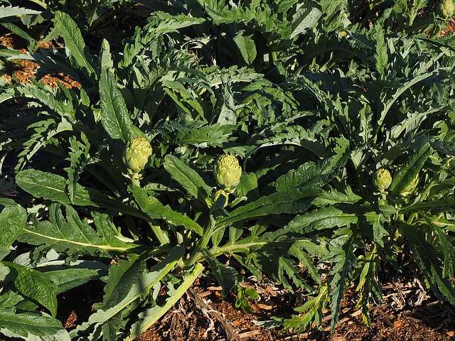 Artichaut (Cynara scolymus)