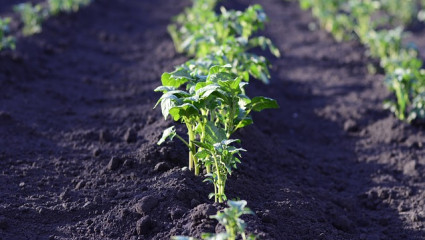 potager et permaculture