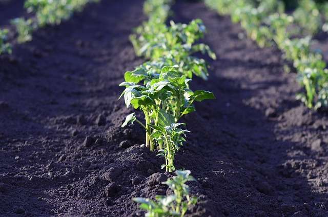 Le charbon de bois au potager - Le potager permacole