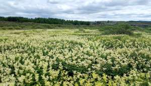 Reine-des-prés, Filipendula ulmaria