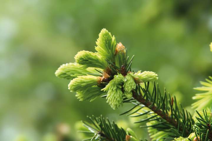 Bourgeon de sapin