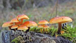 Enokitaké, Flammulina velutipes