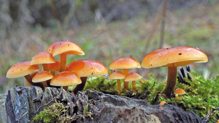 Renforcer son immunité et son microbiote avec les champignons ...