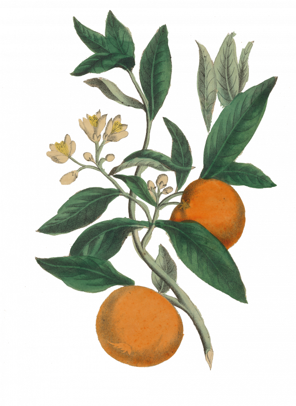Fleurs d'oranger