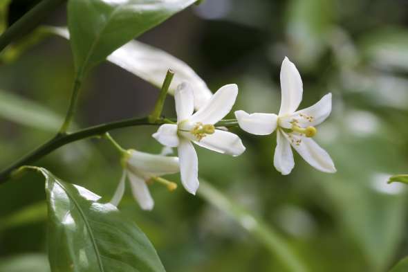 Fleurs d'oranger