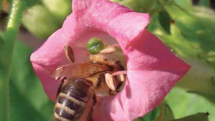 Une abeille dans une fleur de tabac