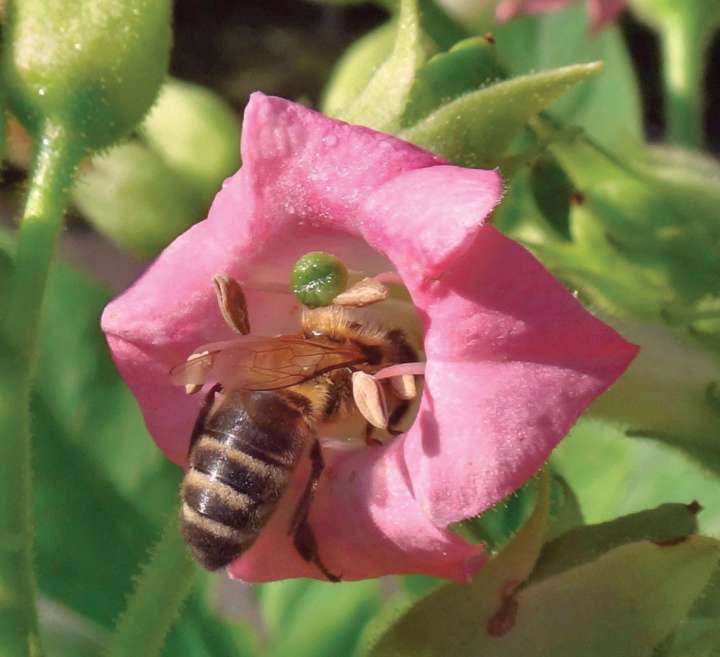 Une abeille dans une fleur de tabac