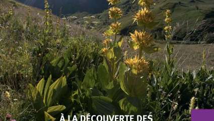 À la découverte des fleurs des Alpes